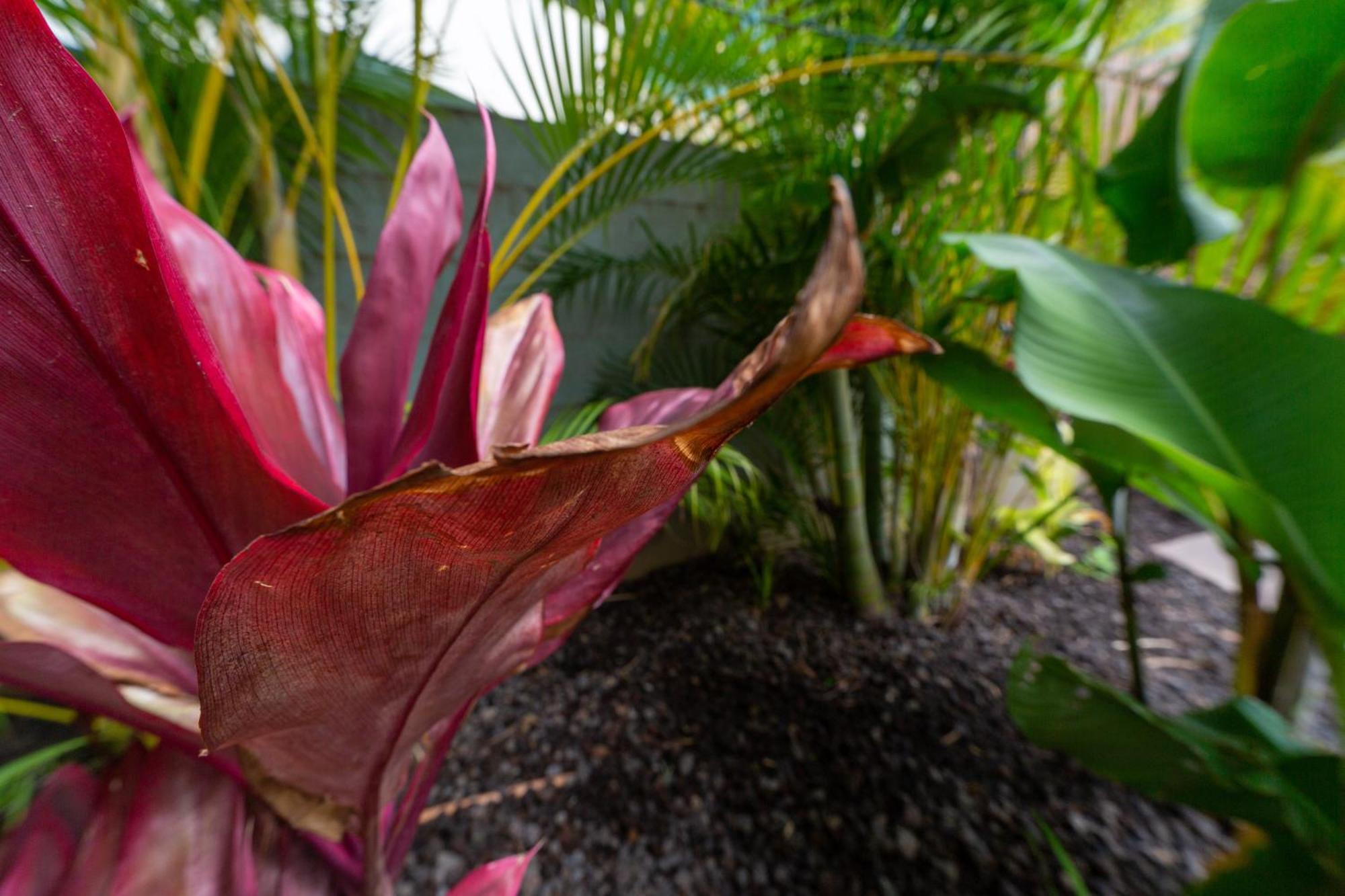 Plumeria Suite, 2-Bedrooms, Sleeps 6, Pool & Bbq, Pre-Renovation Summer Sale Kihei Eksteriør bilde